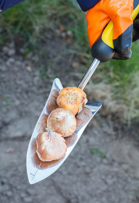 Сроки посадки тюльпанов осенью
