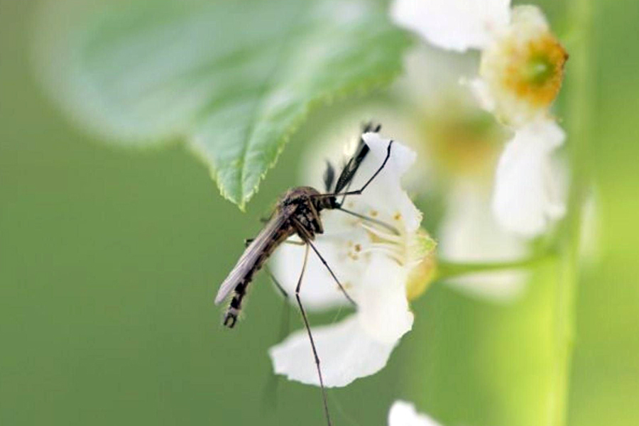 Як позбутися комарів у домашніх умовах?