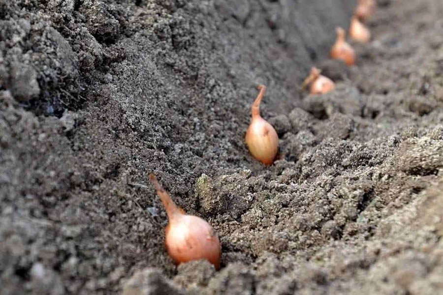 Коли і як садити цибулю на зиму?