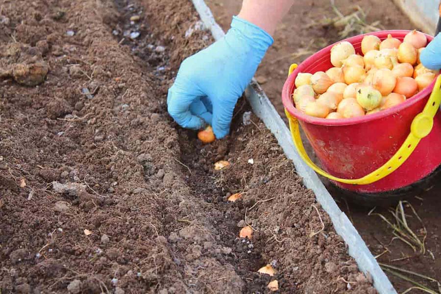 Особливості посадки цибулі на зиму