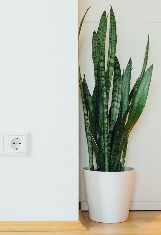 Де за принципом фен-шуй краще розташувати рослини в будинку