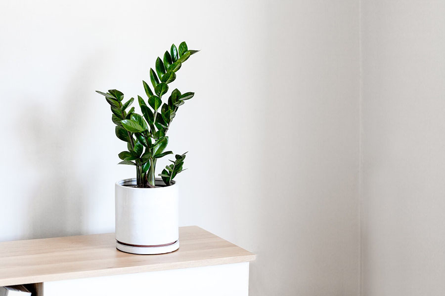 Використання рослини для облаштування квартири