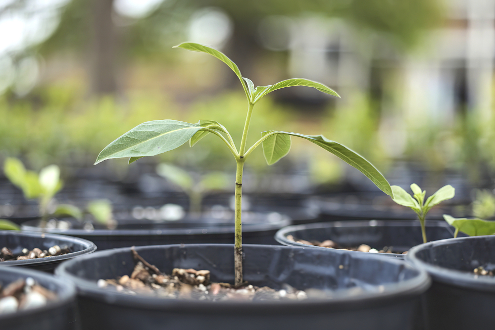 Місячний посівний календар на лютий 2025: що і коли сіяти?