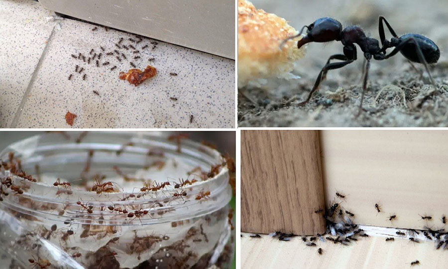 Чому можуть з’явитися мурахи в будинку