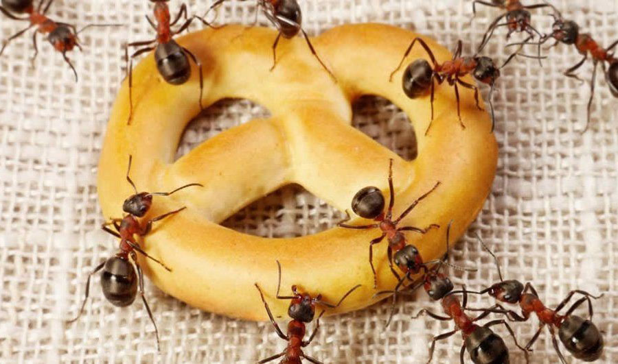 Як позбутися мурах народними засобами