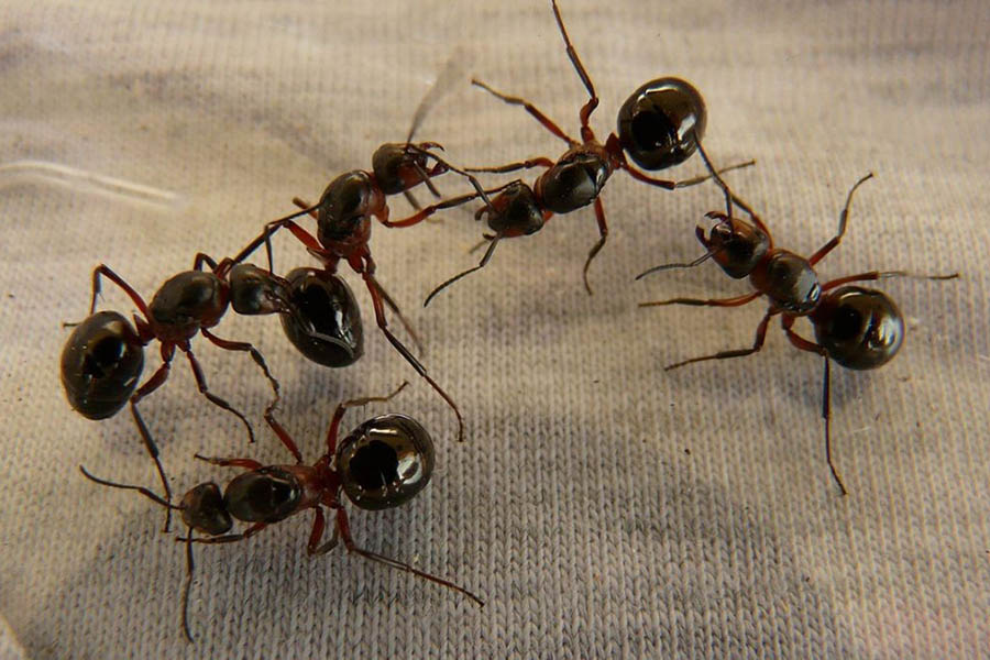 Як позбутися мурах в будинку чи квартирі?