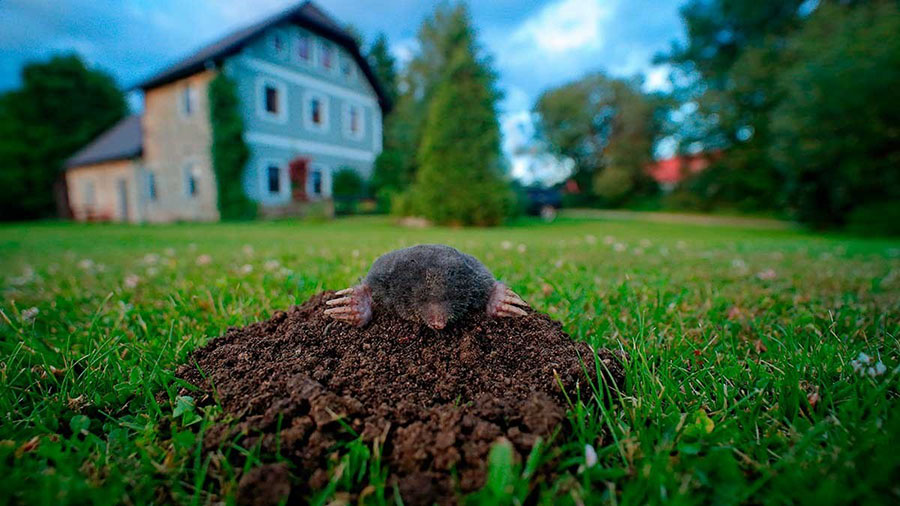 Як позбутися кротів на городі: 9 ефективних методів