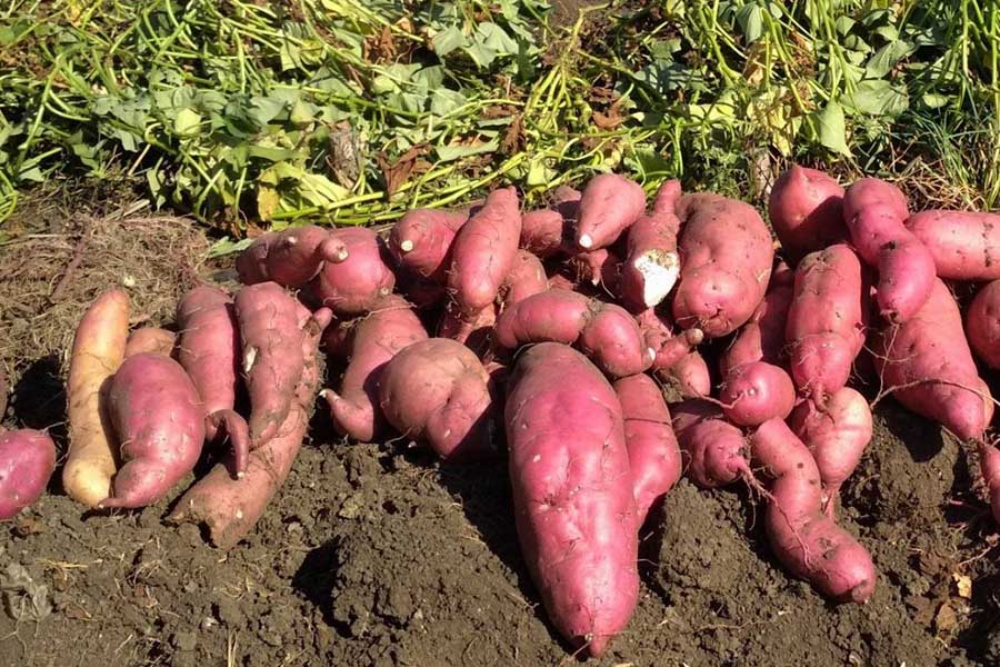 Догляд за бататом на ділянці