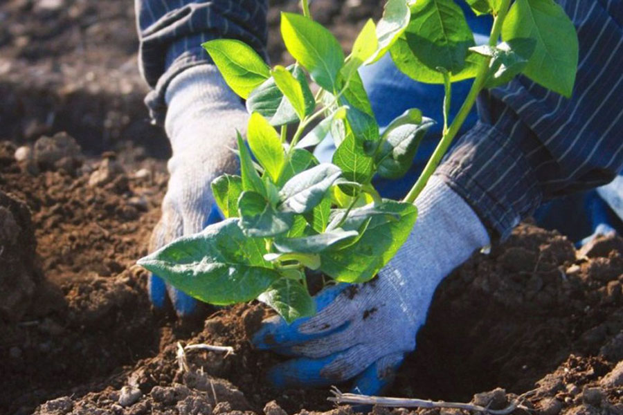 Коли садити лохину