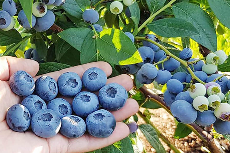 Коли варто підживлювати лохину