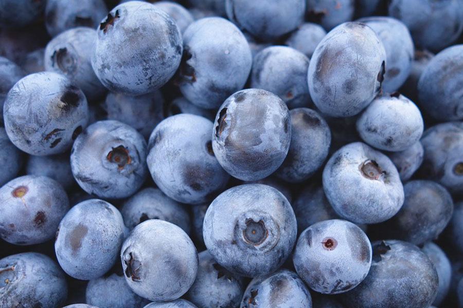 Особливості осіннього підживлення лохини