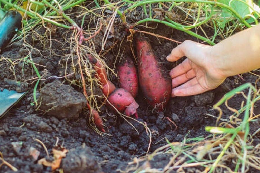 Скільки часу росте батат