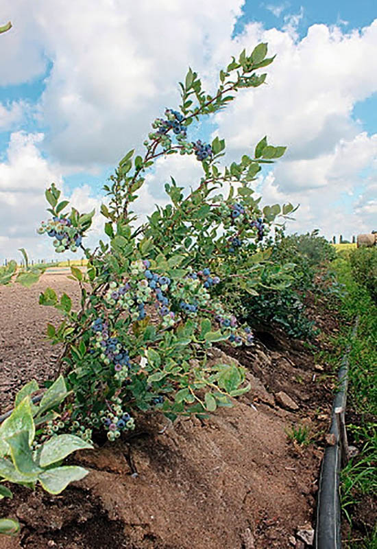 Як правильно садити лохину