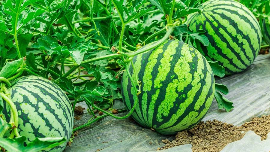 Як вибрати сорт кавунів для вирощування
