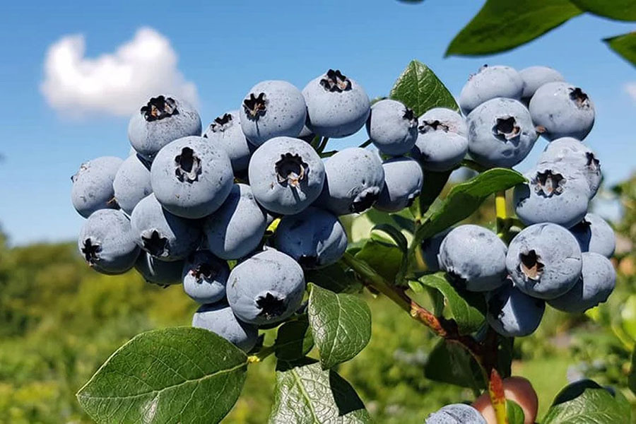 Що треба знати при вирощуванні лохини