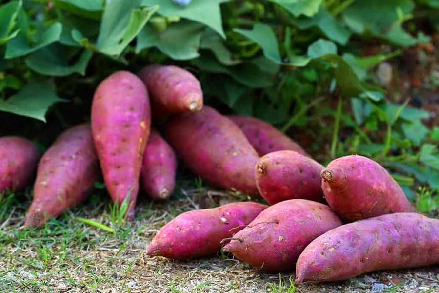 Вирощування батату: посадка, догляд та зберігання