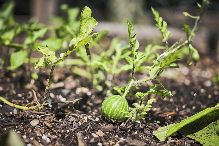 Як часто потрібно поливати кавуни при вирощуванні