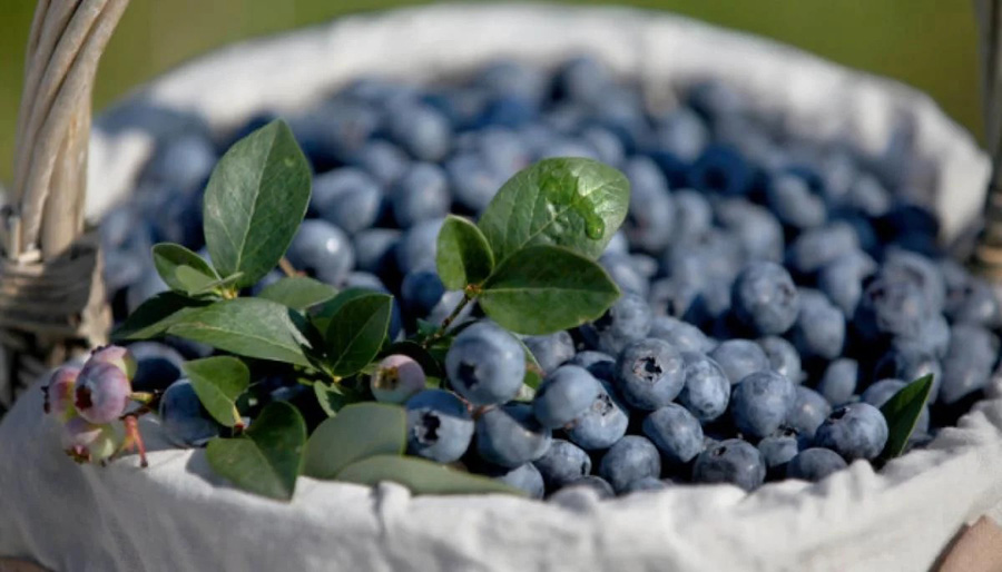 Як посадити лохину в домашніх умовах?