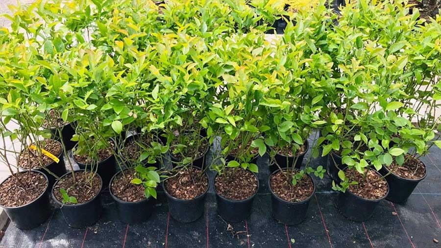 Як правильно вибрати саджанці лохини