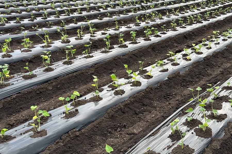 Як садити батат: схема посадки