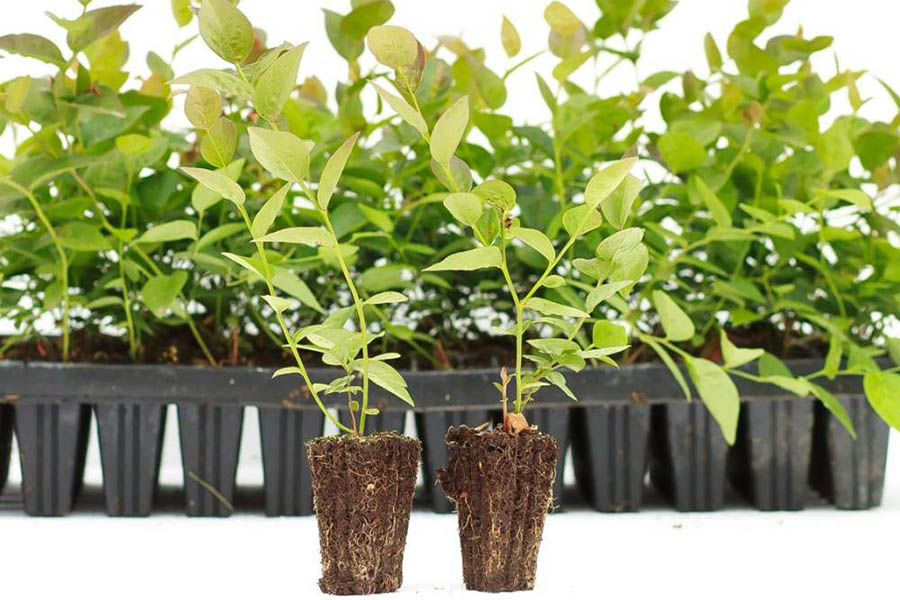 Какой должна быть почва для голубики