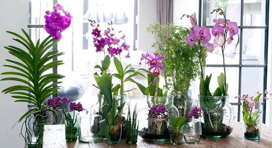 Покрокова інструкція пересадки орхідеї