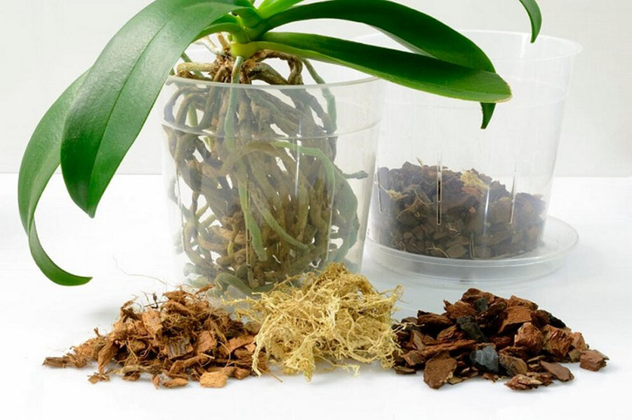 Як пересадити орхідею?