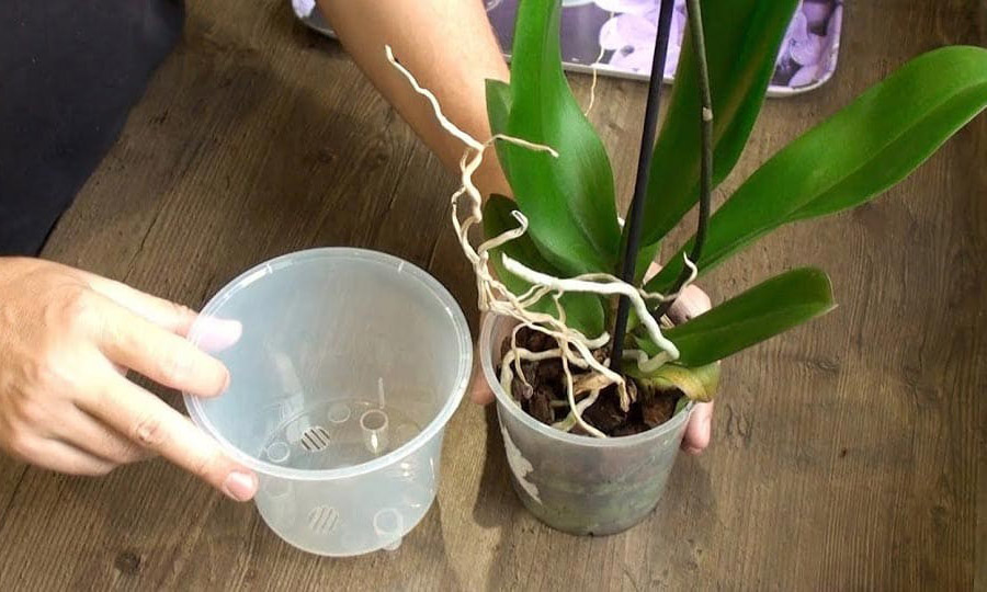 Як правильно витягнути орхідею з горщика