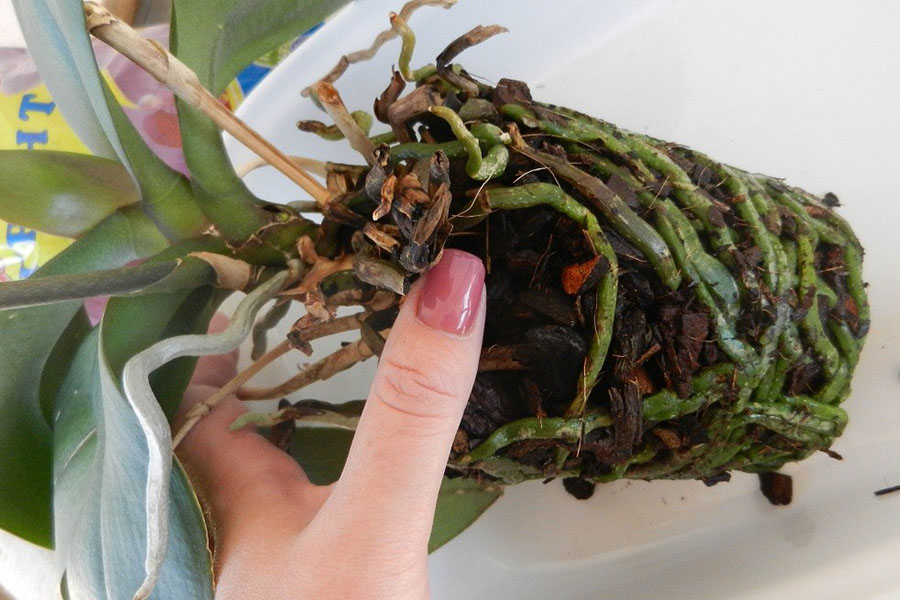 Уход за орхидеей после пересадки