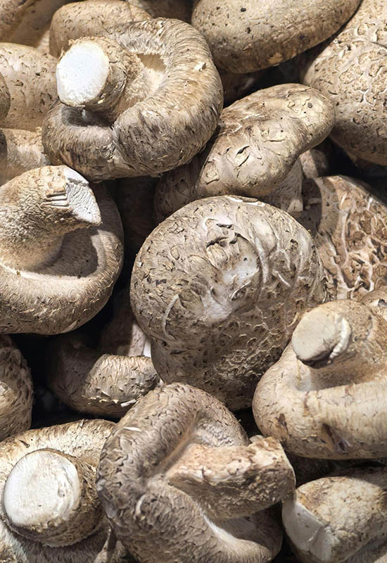 Як вирощувати шампіньйони вдома