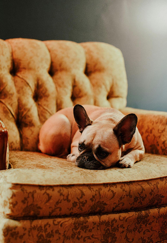 Як доглядати за диваном якщо вдома тварини